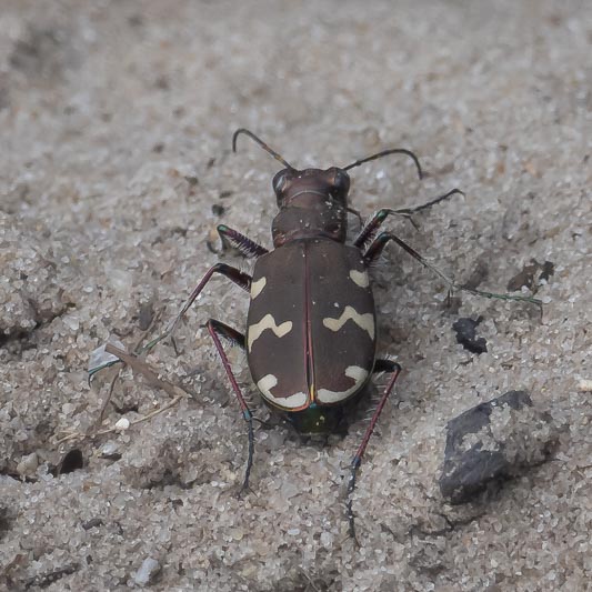 Cicindela hybrida.jpg